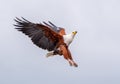 Closeup shot of a flying African fish eagle under the sunlight at daytime