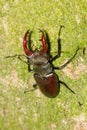 Closeup shot of a Flying deer beetle in a tree trunk