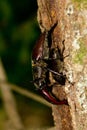 Closeup shot of a Flying deer beetle in a tree trunk