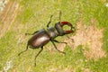 Closeup shot of a Flying deer beetle in a tree trunk