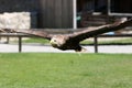 Closeup shot of flying Golden eagle