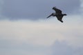 Closeup shot of a flying pelican Royalty Free Stock Photo