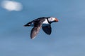 Closeup shot of a flying puffin bird in the sky on a sunny day