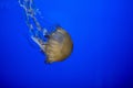 Closeup shot fo a beautiful jellyfish underwater with a blue background Royalty Free Stock Photo