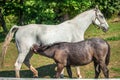 Closeup shot of a foal sucking its mother's milk during the daytime Royalty Free Stock Photo