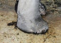 Closeup shot of the foot of an elephant standing on the muddy ground Royalty Free Stock Photo