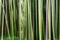 Closeup shot of a forest of green bamboo plants Royalty Free Stock Photo