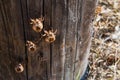 Closeup shot of four disgusting exoskeletons of unknown insects on a tree Royalty Free Stock Photo