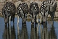 Closeup shot of four zebras drinking all together in a waterhole Royalty Free Stock Photo