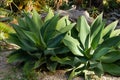 Closeup shot of Foxtail (Agave attenuata) plants in the botanical garden