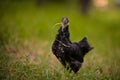 Closeup shot of free-range chick foraging on grasses on a farm Royalty Free Stock Photo