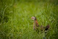 Closeup shot of free-range chick foraging on grasses on a farm Royalty Free Stock Photo