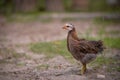 Closeup shot of free-range chick foraging on grasses on a farm Royalty Free Stock Photo