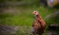 Closeup shot of free-range chick foraging on grasses on a farm Royalty Free Stock Photo