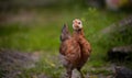 Closeup shot of free-range chick foraging on grasses on a farm Royalty Free Stock Photo