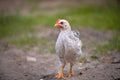 Closeup shot of free-range chick foraging on grasses on a farm Royalty Free Stock Photo