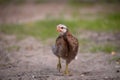 Closeup shot of free-range chick foraging on grasses on a farm Royalty Free Stock Photo