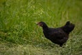 Closeup shot of free-range chick foraging on grasses on a farm Royalty Free Stock Photo