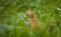 Closeup shot of free-range chick foraging on grasses on a farm Royalty Free Stock Photo