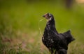 Closeup shot of free-range chick foraging on grasses on a farm Royalty Free Stock Photo