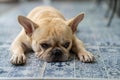 Closeup shot of a bulldog with a cute snout lying down on the ground and staring at the camera Royalty Free Stock Photo