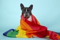Closeup shot of a french bulldog in a rainbow fabric isolated on blue background