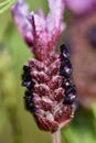 Closeup shot of a French lavender plant. Royalty Free Stock Photo