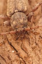 Closeup shot of a French plant parasite brown longhorn beetle, Tricheferus griseus Royalty Free Stock Photo