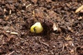 Closeup shot of fresh bean sprout breaking through the soil Royalty Free Stock Photo