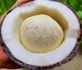 Closeup shot of a fresh beautiful white sprouted coconut in hand