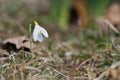 Closeup shot of fresh common snowdrops Galanthus nivalis blooming in the spring. Royalty Free Stock Photo