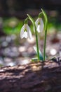 Closeup shot of fresh common snowdrops Galanthus nivalis blooming in the spring Royalty Free Stock Photo