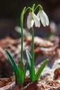 Closeup shot of fresh common snowdrops Galanthus nivalis blooming in the spring Royalty Free Stock Photo