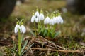 Fresh first snowdrops blooming Royalty Free Stock Photo