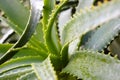 Closeup shot of the fresh green aloe vera leaves with water drops Royalty Free Stock Photo
