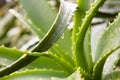 Closeup shot of the fresh green aloe vera leaves with water drops Royalty Free Stock Photo