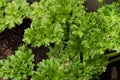 Closeup shot of fresh green bright parsley as an ingredient