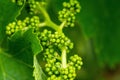 Closeup shot of fresh green grape leaves on a blurred background Royalty Free Stock Photo