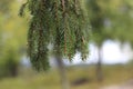 Closeup shot of fresh green spruce branches in the forest. Royalty Free Stock Photo