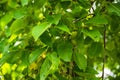 Closeup shot of fresh green young fruits of walnut on a tree branch Royalty Free Stock Photo