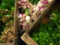 Closeup shot of fresh onions, spinach, coriander displayed on wooden crates