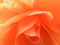 Closeup shot of fresh orange rose flower petals with droplets of water after rain Royalty Free Stock Photo
