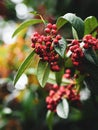 Closeup shot of fresh pink peppercorn and leaves on blurred background