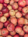 Closeup shot of fresh red and yellow apples, Food farm industry. Harvesting apple fruit in green orchard. Pile of freshly Royalty Free Stock Photo