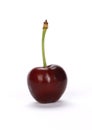 Closeup shot of fresh ripe cherry  isolated on a white background Royalty Free Stock Photo