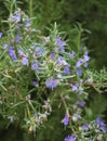 Closeup shot of fresh rosemary herb on a blurred background Royalty Free Stock Photo
