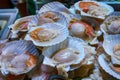 Closeup shot of fresh scallop for sale to the grill