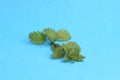 Closeup shot of the fresh small nettle leaves on a blue background