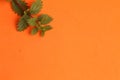 Closeup shot of the fresh small nettle leaves on an orange background