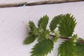 Closeup shot of the fresh small nettle leaves on a white background